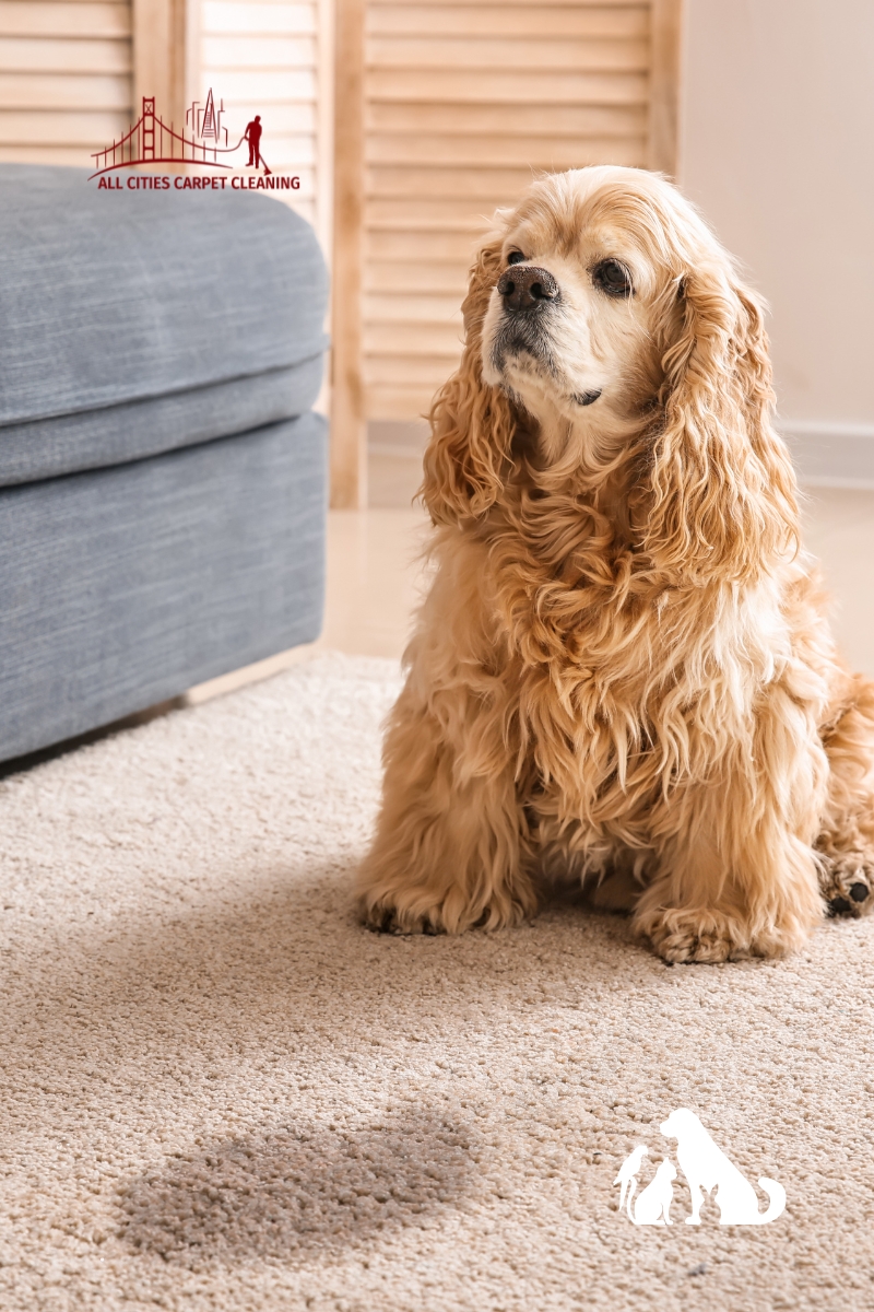 Advanced Pet Stain & Odor Removal Technologies